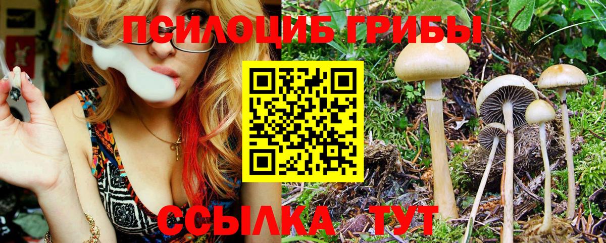 Галлюциногенные грибы Psilocybine cubensis Каменск-Уральский